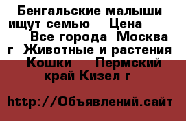 Бенгальские малыши ищут семью) › Цена ­ 5 500 - Все города, Москва г. Животные и растения » Кошки   . Пермский край,Кизел г.